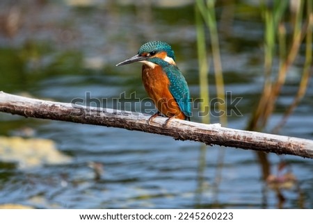Close up shot of juvenile male common kingfisher sitting on a perch. At Lakenheath Fen nature reserve in Suffolk, UK