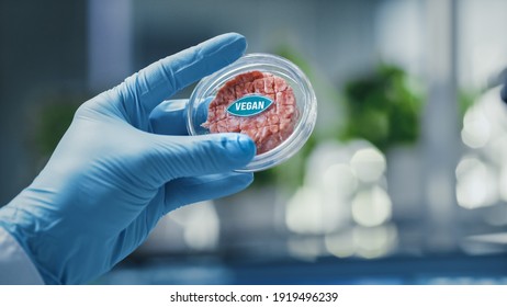 Close up Shot of a Lab-Grown Cultured Vegan Meat Sample Held by the Scientist in Blue Glove. Medical Scientist Working on Plant-Based Beef Substitute for Vegetarians in Modern Food Science Laboratory.