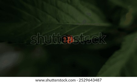 Similar – ladybird larva Environment