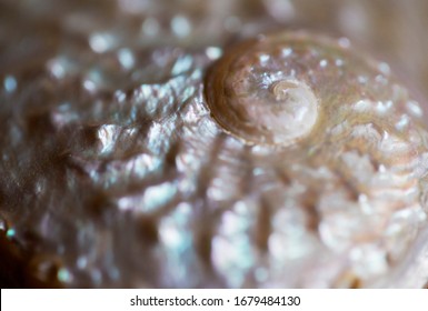 A Close Up Shot In Landscape Format Of A Pearlescent Tropical Sea Shell.