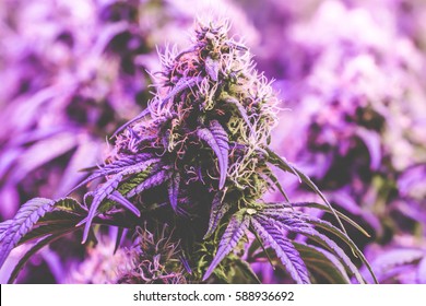 Purple Weed Stock Photos Images Photography Shutterstock