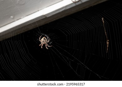 Close Up Shot Of A Large Brown Spider Hanging In Its Intricate Silk Web One Dark Night