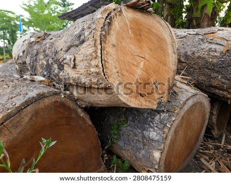 A close up shot of a large cut tree log stacked on top of other timber. Detailed texture of the natural wood grain rings and rough bark of chopped trunks outdoors