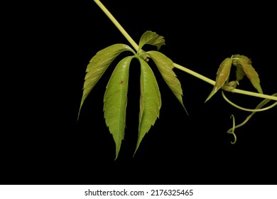 Close Up Shot Of Leaf On A Vain Against Black Background.