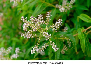 Close Shot Lemon Beebrush Flowers Aloysia Stock Photo 2065607060 ...