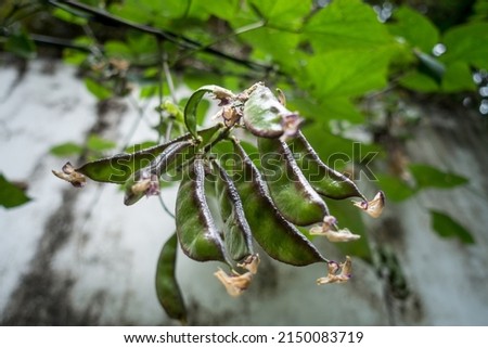 A close up shot of lima bean (Phaseolus lunatus) hanging in bunches in an Indian Garden. A lima bean, also commonly known as the butter bean, sieva bean.