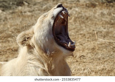 A close up shot of a lioness yawning - Powered by Shutterstock