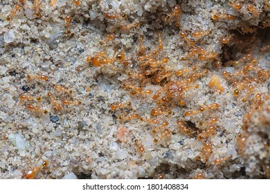 Close Shot Of Little Red Tropical Fire Ants.