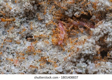 Close Shot Of Little Red Tropical Fire Ants.