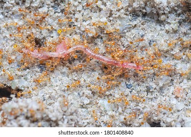 Close Shot Of Little Red Tropical Fire Ants.