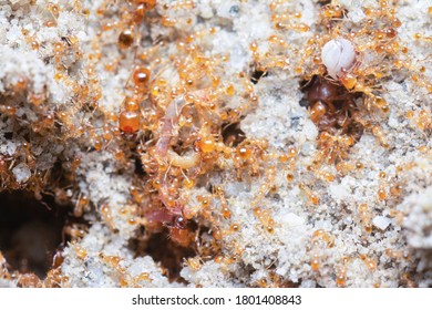 Close Shot Of Little Red Tropical Fire Ants.