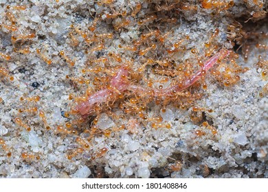 Close Shot Of Little Red Tropical Fire Ants.