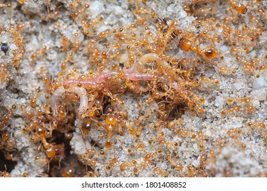 Close Shot Of Little Red Tropical Fire Ants.