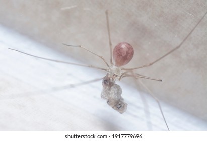 long bodied cellar spider