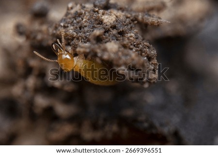 close shot looking inside the mound hill termite nestle.