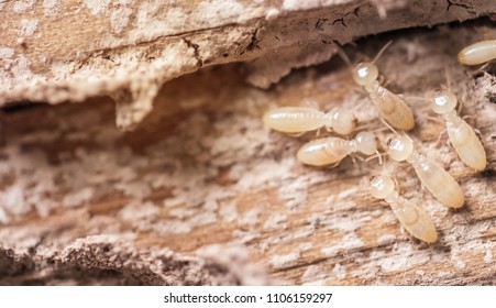 Close up shot, macro white ants or termites on decomposing wood. As an enemy of wooden houses as well.