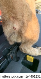 Close Up Shot Of Male Cat  Is Standing On The Car Engine Room In The Garage.