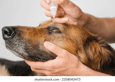 Close up shot of a man putting eye drops into German Shepherd dog's eyes with keratitis. - Powered by Shutterstock