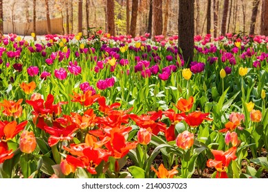 Close up shot of many tulips blossom at Garvan Woodland Gardens - Shutterstock ID 2140037023
