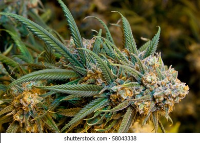Close up shot of a marijuana plant