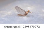 A close shot of a mayfly . 