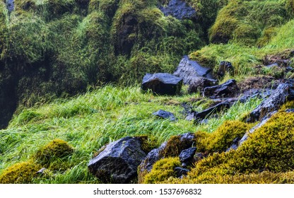 Close Up Shot Of Nature Wet Stones Covered With Moss And Wet Grass Around Near The Waterfall In Iceland 