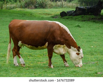 Close Up Shot Of New Zealand Healthy Cow Eats Green Grass Under The Rain