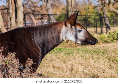 Close Up Shot Of Okapi At Oklahoma City Zoo