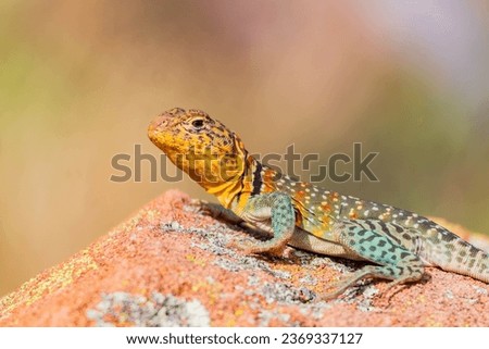 Close up shot of the Oklahoma collared lizard in Wichita Mountains National Wildlife Refuge at Oklahoma