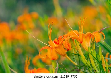 Close up shot of the orange daylily blossom over the Sixty Stone Mountain at Hualien, Taiwan