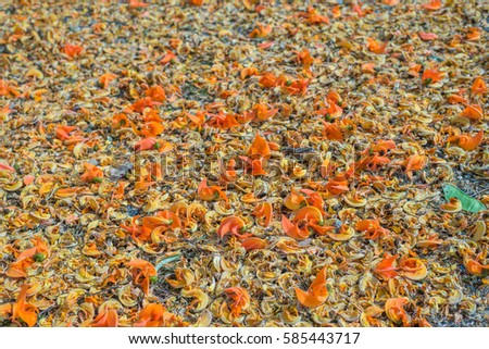 Similar – Image, Stock Photo Girl in autumn Plant