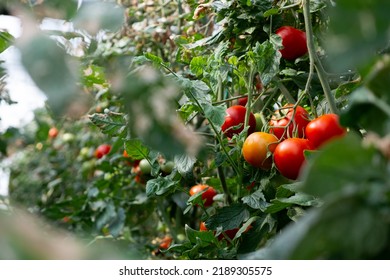 Close up shot of organic tomatoes growing on a stem. Local produce farm. Copy space for text, background. - Powered by Shutterstock