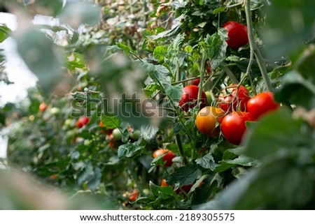 Close up shot of organic tomatoes growing on a stem. Local produce farm. Copy space for text, background.