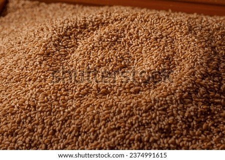 Close up shot of  organic Wheat grains as agricultural background.  top view 