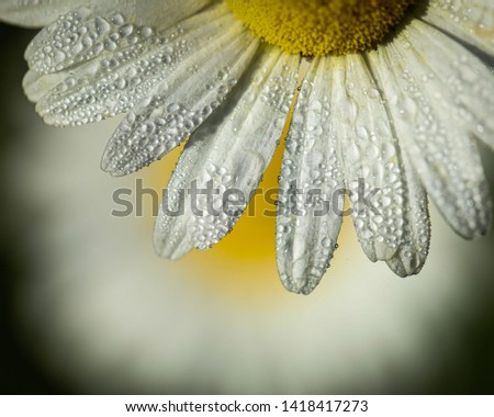 Image, Stock Photo silent Garden Nature Plant