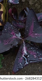 close up shot of Oxalis Triangularis or commonly known as Purple Shamrock