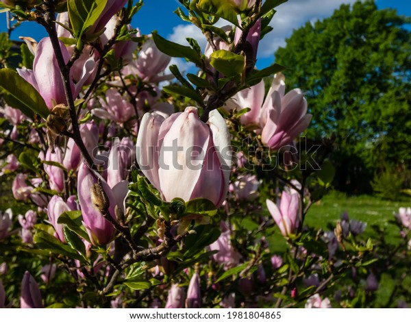 Magnolia stellata Kleine Sternmagnolie Georg Henry Kern 100-125cm