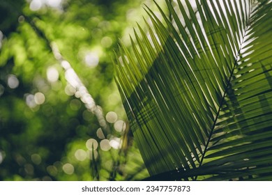 Close up shot of palm leaf with green nature background. Jungle vegetation, tropical plants and botanicals - Powered by Shutterstock