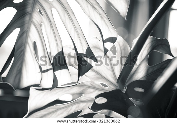 close up shot of a black and white palm tree leaf wallpaper.