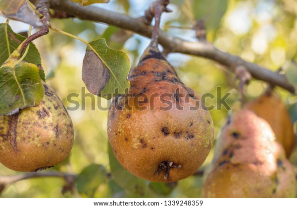 Close Shot Pears Affected By Scab Stock Photo Edit Now 1339248359