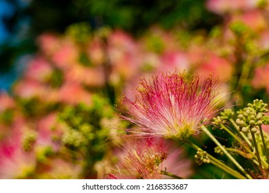 Close Up Shot Of Persian Silk Tree Blossom At Los Angeles, California