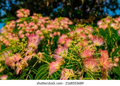 Close Up Shot Of Persian Silk Tree Blossom At Los Angeles, California