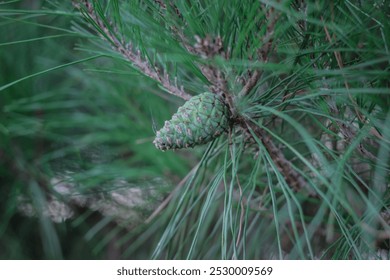 close up shot of pine tree needle leaf - Powered by Shutterstock