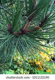 Close up shot of pine tree needles.