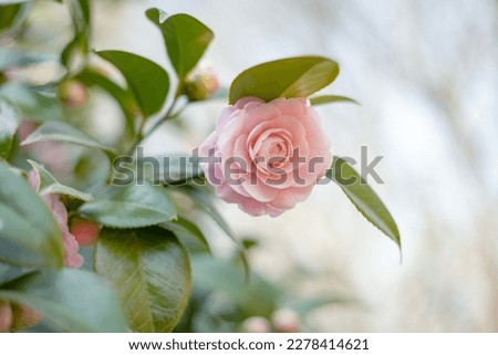 Close up shot of a pink Japanese Camellia flower with green leaves