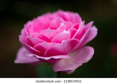 Close Up Shot Of Pink Roses At Wide Aperture