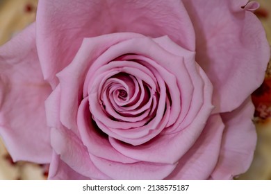 Close Up Shot Of Pink Roses At Wide Aperture