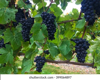 Close Up Shot Of Pinot Noir Grapes At Harvest Time, New Zealand