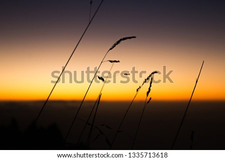 Similar – Image, Stock Photo Summer evening in the Camargue III