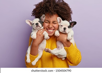 Close up shot of pleased woman with Afro hair holds two puppies, spends leisure time with loyal animal friends, happy to have newborn french bulldog dogs, isolated on purple wall. Animals, people